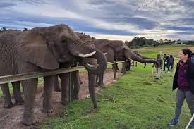 Knysna Elephant Park